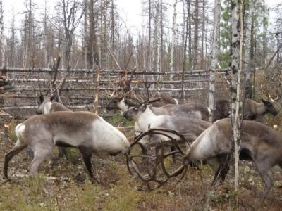 СЕВЕРНЫЙ ОЛЕНЬ – УНИВЕРСАЛЬНОЕ ЛЕКАРСТВО КРАЙНЕГО СЕВЕРА