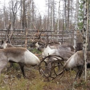 СЕВЕРНЫЙ ОЛЕНЬ – УНИВЕРСАЛЬНОЕ ЛЕКАРСТВО КРАЙНЕГО СЕВЕРА