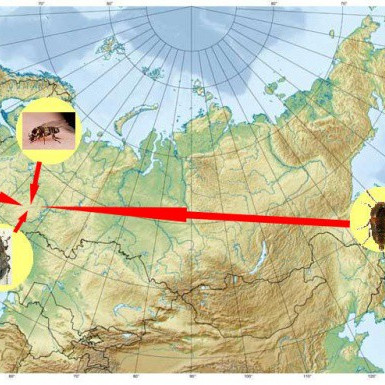 Мордовский заповедник участвует в национальной премии «Хрустальный компас» в номинации «Научное достижение»