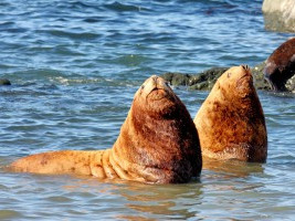 КОМАНДОРСКОМУ — САМОМУ БОЛЬШОМУ МОРСКОМУ ЗАПОВЕДНИКУ СТРАНЫ ИСПОЛНИЛОСЬ 23 ГОДА. (25.04. 16)!