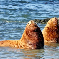 КОМАНДОРСКОМУ — САМОМУ БОЛЬШОМУ МОРСКОМУ ЗАПОВЕДНИКУ СТРАНЫ ИСПОЛНИЛОСЬ 23 ГОДА. (25.04. 16)!