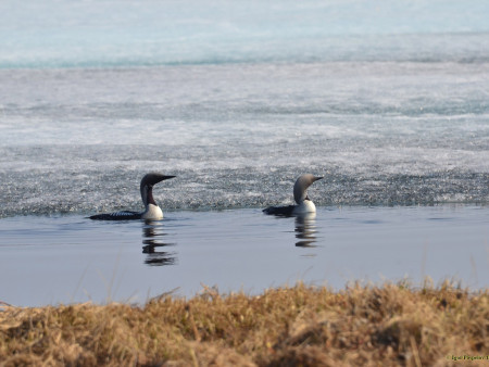 Водно-болотные угодья Таймыра