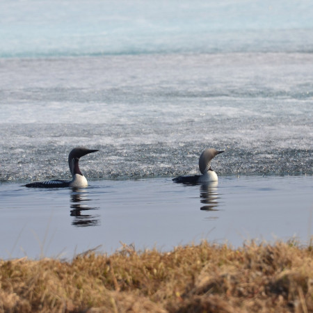 Водно-болотные угодья Таймыра