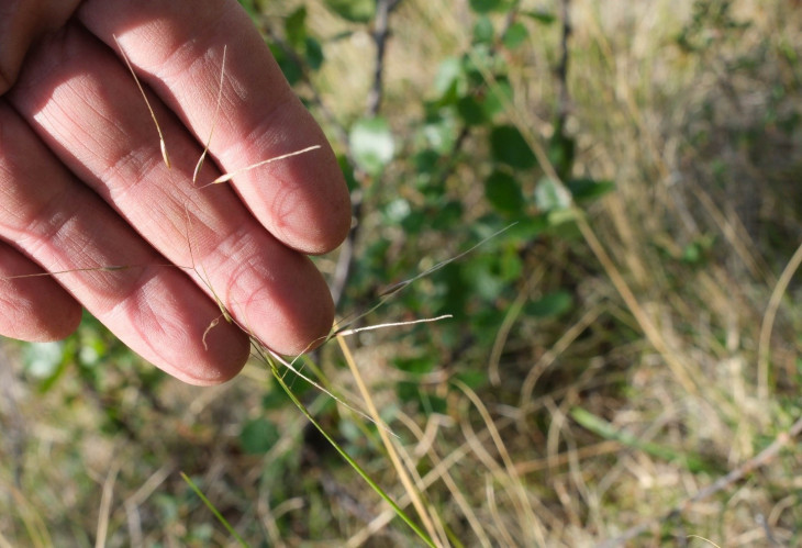 Ptilagrostis mongholica (Turcz. ex Trin.) Griseb. Ковылечек монгольский. Глинистый сырой пятнистый уступ на склоне долины ручья. © И.Поспелов