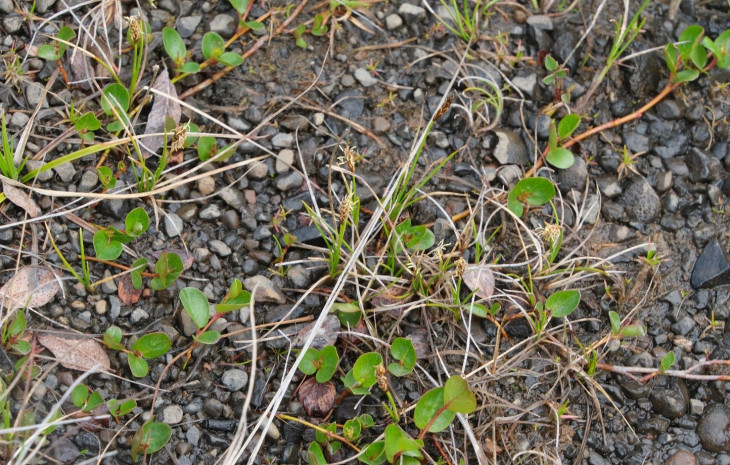 Kobresia simpliciuscula (Wahlenb.) Mackenz. subsp. subholarctica T.V. Egorova. Кобрезия простоватая субголарктическая. Мокрый придолинный шлейф у истока р. Котуй. © И.Поспелов