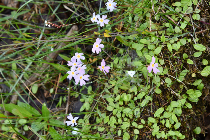 Primula