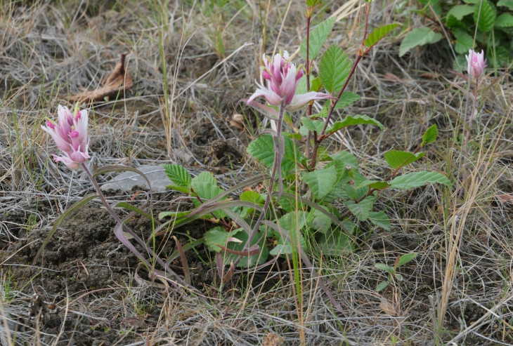 Castilleja arctica Kryl. et Serg. Кастиллея арктическая. Пойма р. Хэгды-Буникан в устье. © И.Поспелов