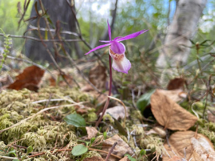 Фото 2 - Калипсо луковичная (Calypso bulbosa) - вид, занесенный в Красную книгу России, 04.07.2024, плато Путорана, окр. оз. Собачье