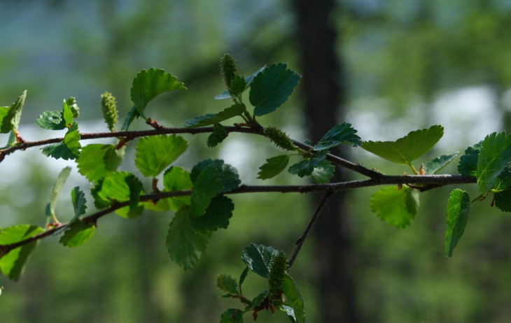 Betula fruticosa Pall. Береза кустарниковая. Сухой лиственничник на уступе приозерного склона. © И.Поспелов