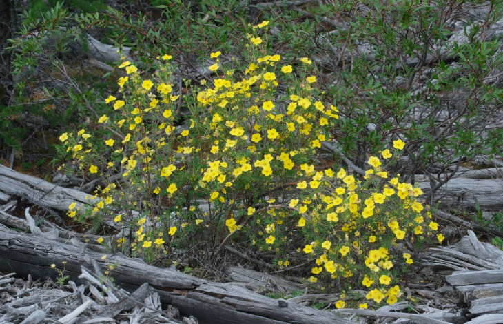 Pentaphylloides fruticosa (L.) O. Schwarz Курильский чай (пятилистник) кустарниковый. Тыловой шов пляжа оз. Харпича. © И. Поспелов