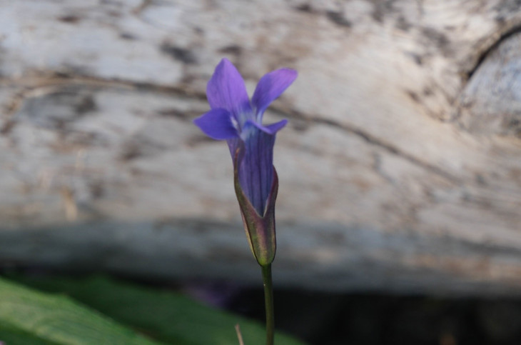 Gentianopsis barbata (Froel.) Ma Горечавочник бородатый. Луг на пляже оз. Харпича. © И. Поспелов