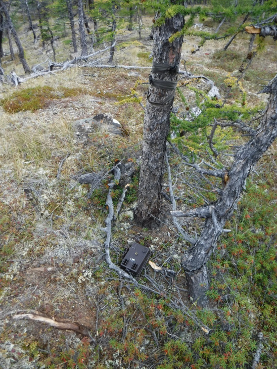 сорванная ловушка