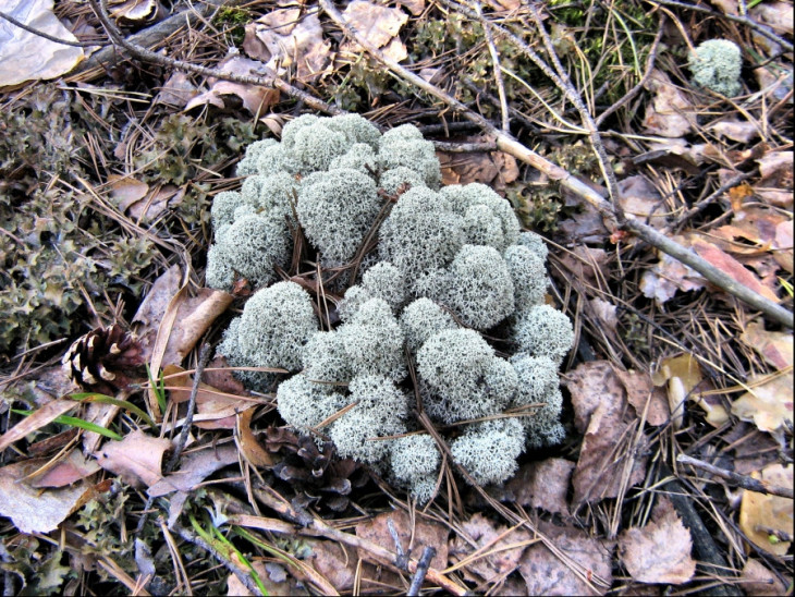 Лишайник кладония приальпиская Cladonia alpestris