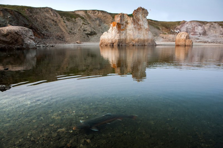 Таймырские воды.