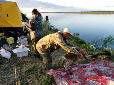 Для таймырского оленя 700 вёрст не крюк