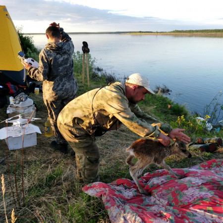 Для таймырского оленя 700 вёрст не крюк