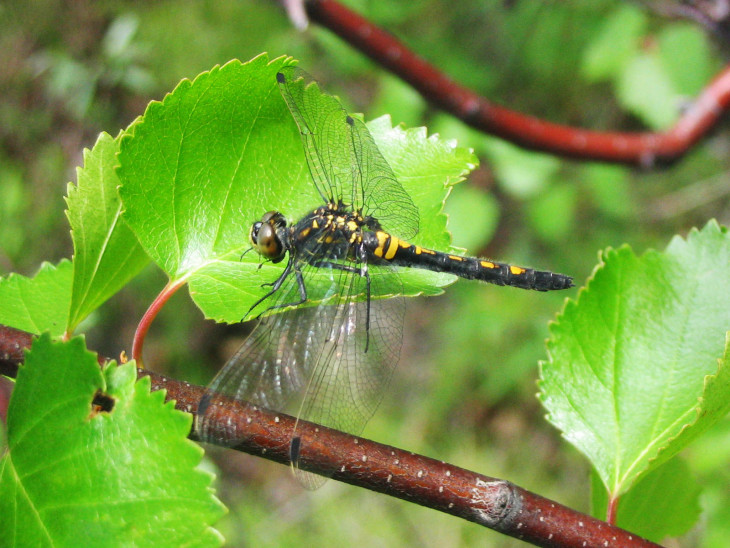 5. Стрекоза-стрелка — сем. Coenagrionidae, 2006г.