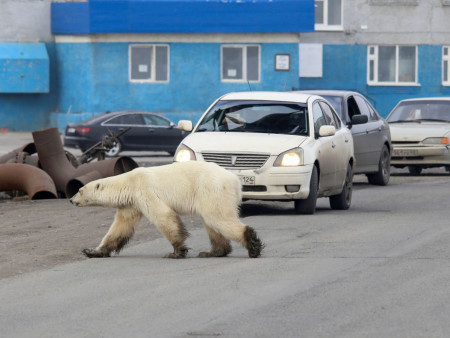 КУДА СМОТРЯТ ЗАПОВЕДНИКИ