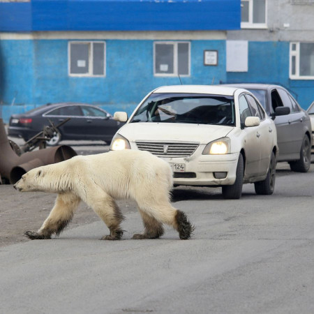 КУДА СМОТРЯТ ЗАПОВЕДНИКИ