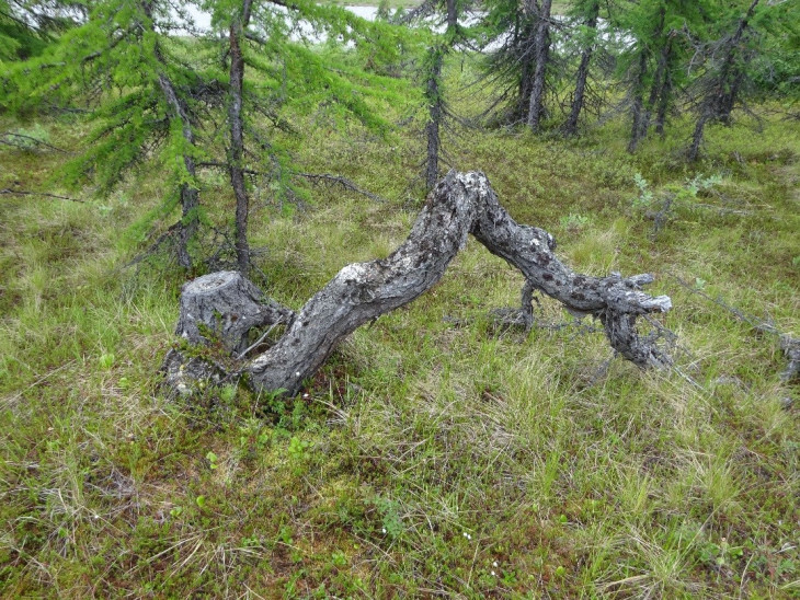 Лиственница здесь произрастала и ранее.