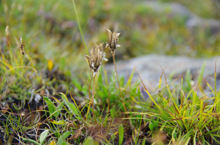 IMGP2198 Oxytropis mertensiana при подъеме на плато